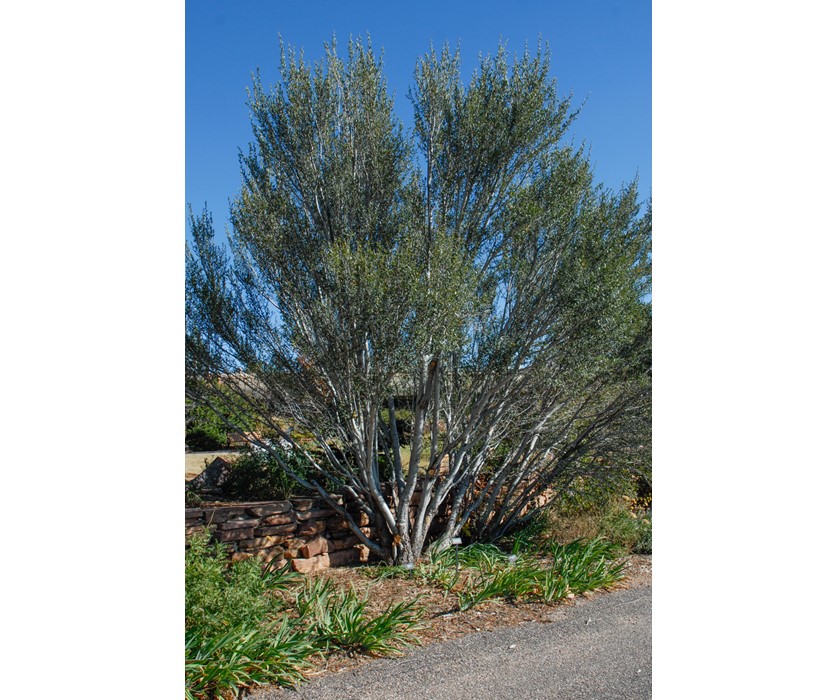 Curl-leaf Mountain Mahogany